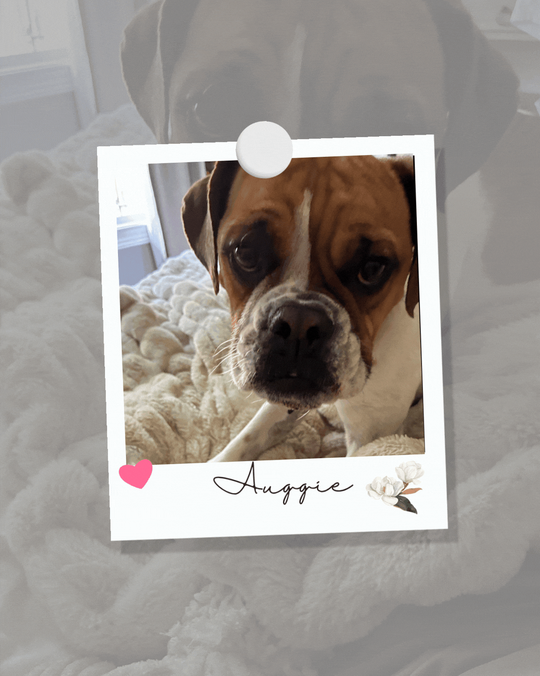 auggie